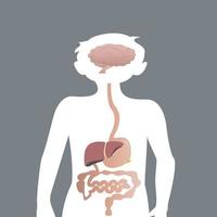 basic child digestive system organs vector