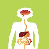 basic child digestive system organs vector