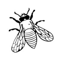 fly with wings in the style of doodles. Vector black simple insects, beatles, parts. sketch, symbol drawn by hand. top view vintage