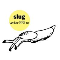 slug with antennae is gastropod mollusk, snail that lacks shell, painted in the style of doodles. Vector. black simple pest sketch, icon. vintage top view vector