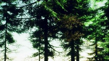 green cone trees in bright sun light video