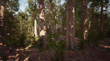 Riesenmammutbaumwald des Sequoia-Nationalparks in den kalifornischen Bergen video