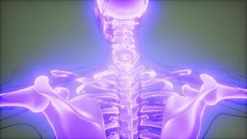 transparenter menschlicher Körper mit sichtbaren Knochen video