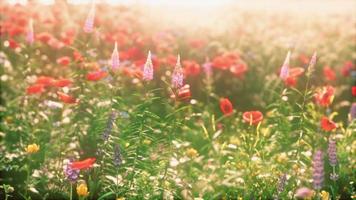 vilda fält av blommor vid solnedgången video