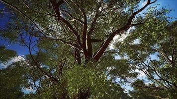 Eukalyptus im roten Zentrum Australiens video