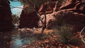 Colorado river with red stones and trees video