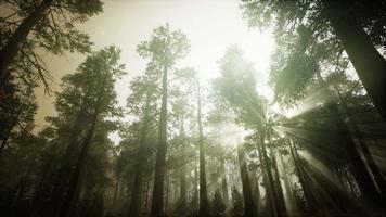 paysage de coucher de soleil brumeux de la forêt de séquoias video