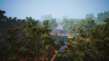 aerial shot of road snaking through green trees video