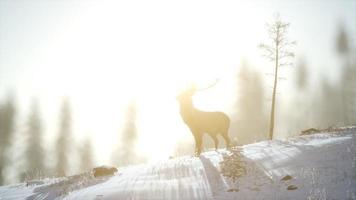 orgoglioso maschio di cervo nobile nella foresta di neve invernale video