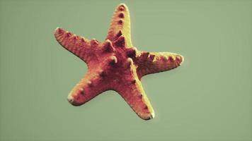 dead dry yellow starfish souvenir video