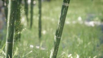 fundo de floresta de árvores de bambu verde video