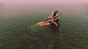 carvalho morto na água do oceano atlântico