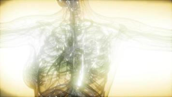 X-Ray Image Of Human Body video