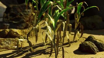 groene plant op zandstrand video