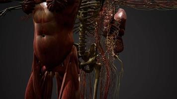 illustration d'anatomie humaine 3d animée video
