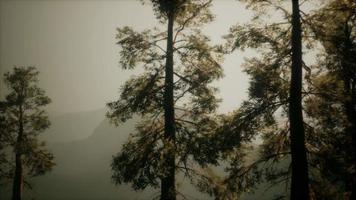 Nebelwald am Berghang video
