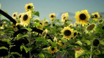 old vintage style scythe and sunflower field video