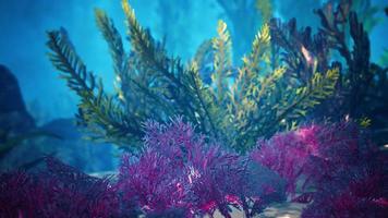 recife de coral subaquático com raios de sol