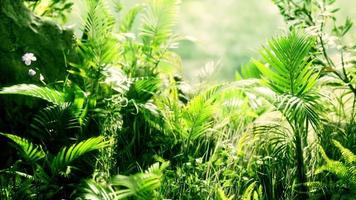 gros plan sur l'herbe et les plantes de la jungle video