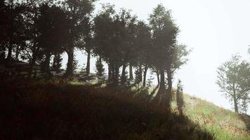 sun is shining through the trees in a young forest timelapse video