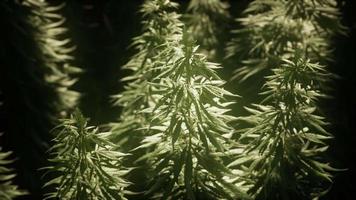 Thickets of marijuana plant on the field video