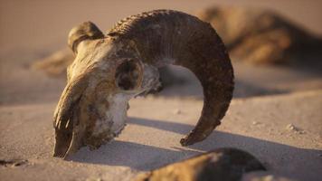 crânio com chifres de carneiro na praia video