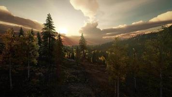 forêt de pins avec le dernier soleil brille