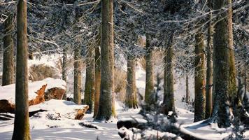 bosque tranquilo de invierno en un día soleado video