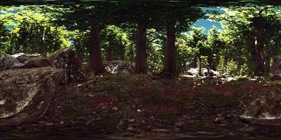 vr360-Ansicht des morgendlichen grünen Waldes video