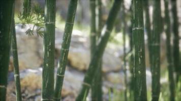 fondo de bosque de árboles de bambú verde
