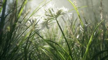 gräs blomma fält med mjukt solljus för bakgrund. video