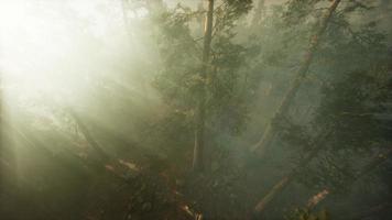 drone che sfonda la nebbia per mostrare sequoia e pino video