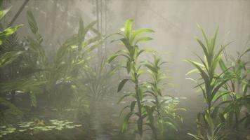 soleil qui brille à travers les arbres et le brouillard dans une rivière tropicale video