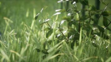 färskt grönt gräs på skogen video