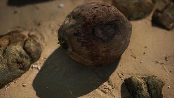 brun kokosnöt på strandsanden video