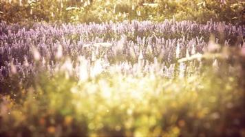 vilda fält blommor vid sommarens solnedgång video