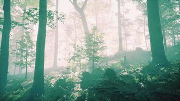 forêt silhouette ensoleillée avec des rayons de soleil à travers le brouillard video