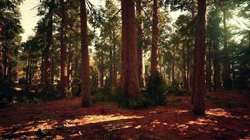 old forest Mariposa Grove in Yosemite National Park of California video