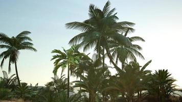 Sunset Beams through Palm Trees video