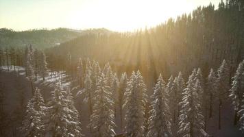 Winter Landscape Glowing by Sunlight in the Morning video