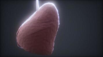 lus 3D-gerenderde medisch nauwkeurige animatie van de menselijke long