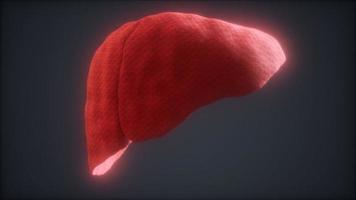 loop 3d rendered medically accurate animation of the human liver