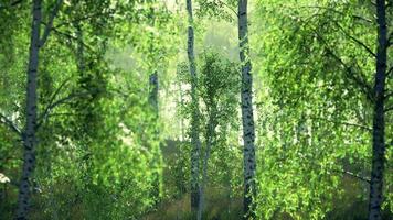 bosquet de bouleaux sur un paysage ensoleillé de jour d'été video