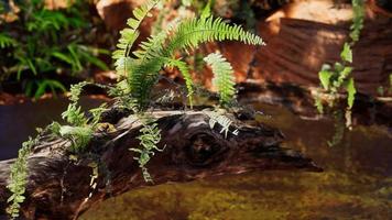 stagno dorato tropicale con rocce e piante verdi video