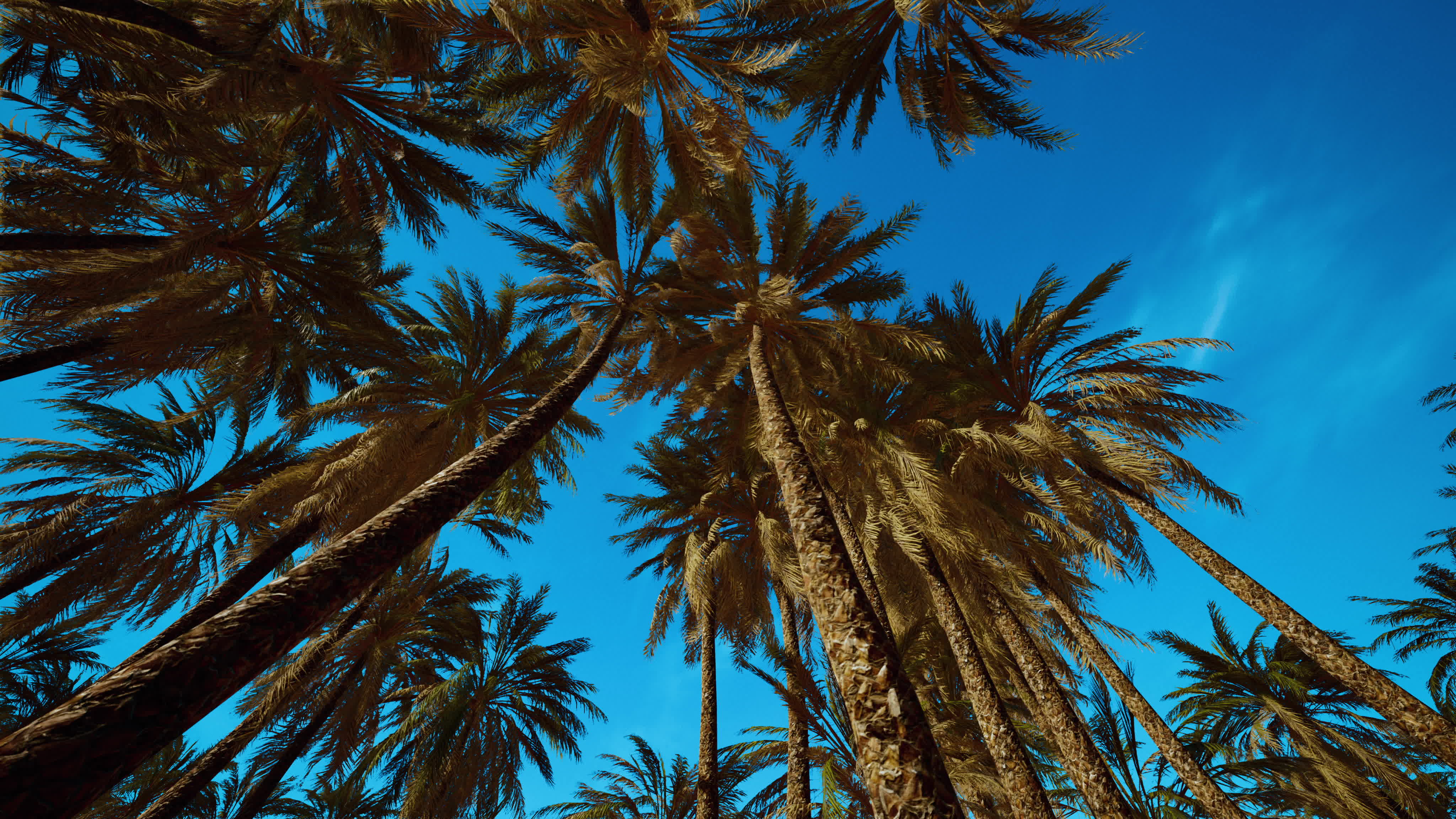 coconut palm trees on blue sky 6129910 Stock Video at Vecteezy