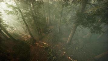 Drone breaking through the fog to show redwood and pine tree video