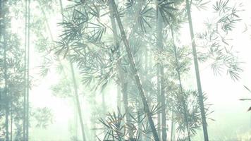 sunshine in the morning mist bamboo forest video