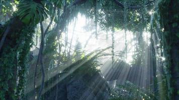 forêt tropicale brumeuse et rayons de soleil brillants à travers les branches des arbres