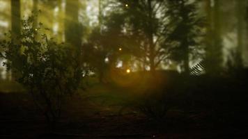 firefly in misty forest with fog video