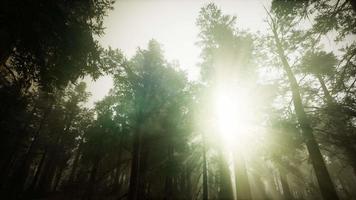 Redwood Forest Foggy Sunset Scenery video